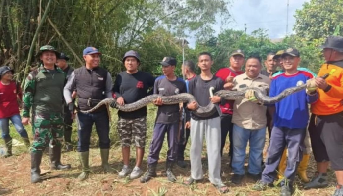 Kerja Bakti Bersama Ketua DPRD, Warga Temukan Ular Sanca di Lahan Calon Alun-Alun